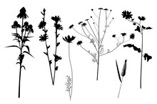Silhouettes Of Field Wild Plants And Flowers, Set, Collection, Vector.