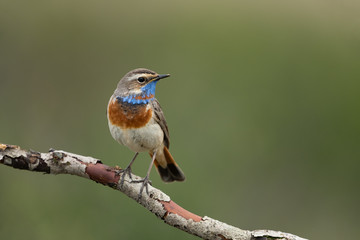 bluethroat sitting on a branch