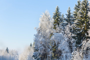 winter tree background. Belarusian winter landscape. Beginning of winter.