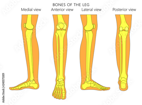 Bones of a human leg (different views: posterior, frontal, anterior ...