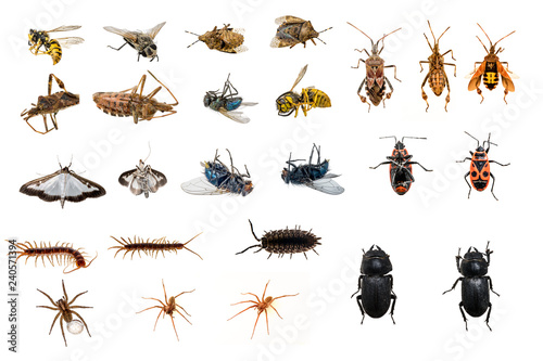 mixed collection of dead and living insects Tableau sur Toile
