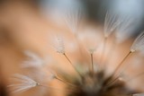 Fototapeta Dmuchawce - the beautiful dandelion flower plant in the garden