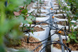 drip water irrigation system with rose plant growing in greenhouse
