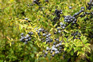 Sticker - Blue blackthorn berries on a bush