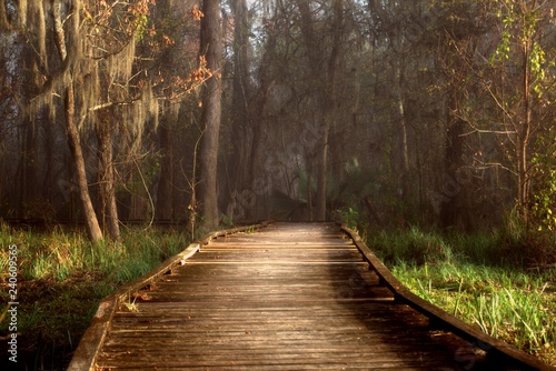 Cuadros en Lienzo Admiring morning sun rays highlighting a boardwalk in a foggy Louisiana swamp land