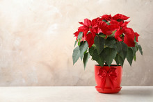 Pot With Poinsettia (traditional Christmas Flower) On Table Against Color Background. Space For Text