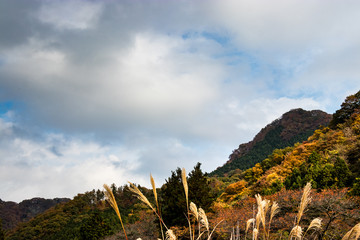Wall Mural - Autumn leaves of mountains in Japan / Daigo-town, Kuji-district, Ibaraki prefecture, Japan