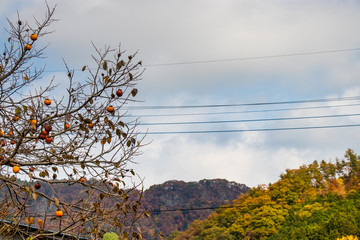 Wall Mural - Autumn leaves of mountains in Japan / Daigo-town, Kuji-district, Ibaraki prefecture, Japan