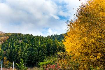Wall Mural - Autumn leaves of mountains in Japan / Daigo-town, Kuji-district, Ibaraki prefecture, Japan