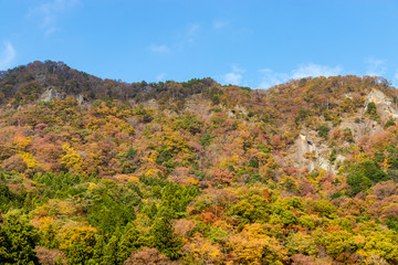 Wall Mural - Autumn leaves of mountains in Japan / Daigo-town, Kuji-district, Ibaraki prefecture, Japan
