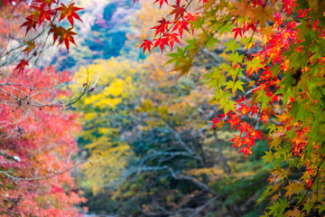 Wall Mural - Autumn leaves of mountains in Japan / Daigo-town, Kuji-district, Ibaraki prefecture, Japan
