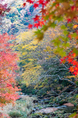 Wall Mural - Autumn leaves of mountains in Japan / Daigo-town, Kuji-district, Ibaraki prefecture, Japan