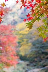 Wall Mural - Autumn leaves of mountains in Japan / Daigo-town, Kuji-district, Ibaraki prefecture, Japan