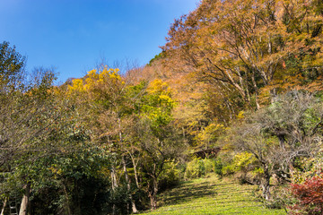 Wall Mural - Autumn leaves of mountains in Japan / Daigo-town, Kuji-district, Ibaraki prefecture, Japan