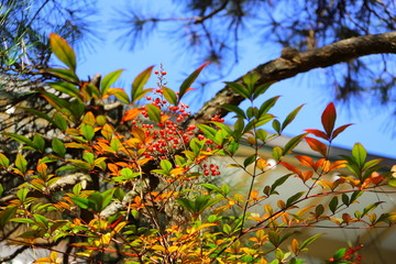 寺の境内の縁起のいい植物　赤い実　南天