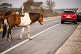 Fototapeta Konie - Horses on Road