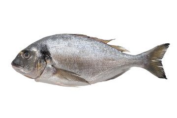 Fresh dorado fish. Top view, isolated on white.