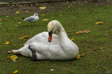 White swan on grass field