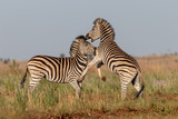 Fototapeta Konie - Fighting zebra