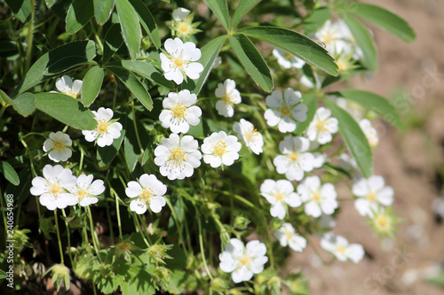 Fotografia, Obraz Flowers of Potentilla alba or White Cinquefoil in garden