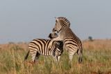 Fototapeta Konie - Zebra play fighting