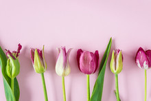 Beautiful Pink Tulips Frame On Pink Background With Copy Space