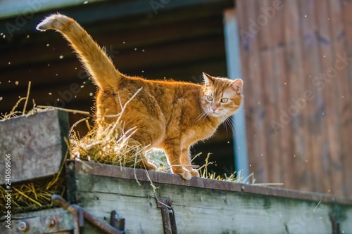 Orange Striped Cat With Yellow Eyes Standing On Wooden Carriage