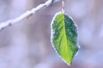 Wall Mural - First frost on frozen leaves