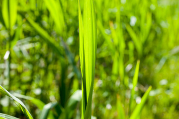 Close-up of green grass in summer