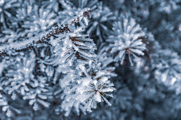 Snow on the branches. Blue spruce covered with snow. Winter. Winter background.