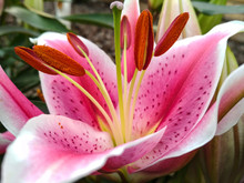 Close Up Of Beautiful Pink Lily Flower