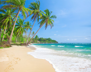 Wall Mural - beach and coconut plm tree, langob beach, malapascua island, cebu