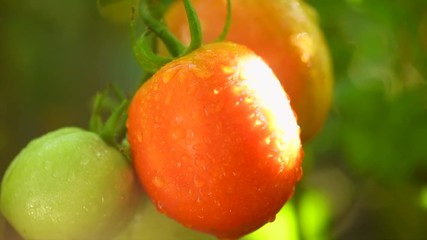 Poster - Ripe natural tomatoes ready for the harvesting. Growing organic tomato on a branch closeup. Gardening concept. Slow motion. 3840X2160 4K UHD video footage