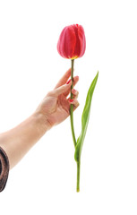 Poster - Tulip in a woman's hand.