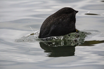 Wall Mural - diving coot