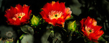 Blooming Red Flower On Cactus Prickly Pear 