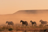 Fototapeta Konie - Wild horses at Sunset in the Desert