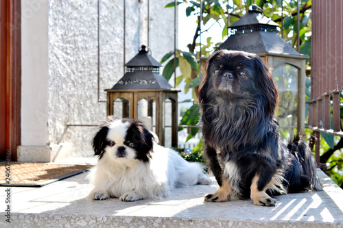 Adorable Pekinese Couple White And Black Short And Long Hair