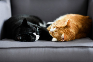 Two cats cuddling together on a chair at home.