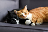 Fototapeta Koty - Two cats cuddling together on a chair at home.