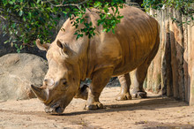 Rhinoceros In Zoo