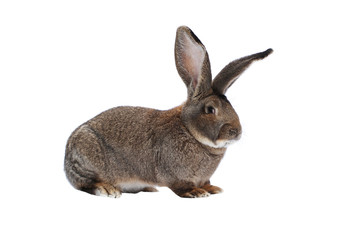 Purebred rabbit Belgian Giant on white background