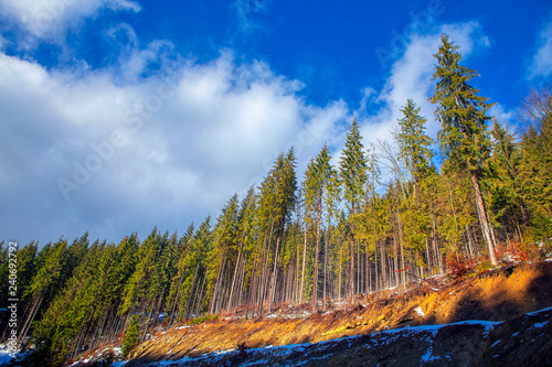 Fotografia tall coniferous trees growing on the clay ground