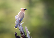 Cedar Waxwing Perched On A Dead Tree Over A Marsh 