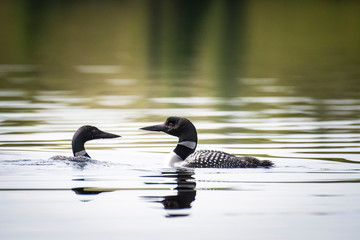 Wall Mural - Common Loon couple fishing for food in a lake in Canada.