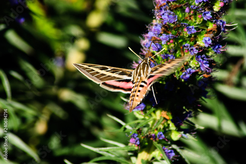 Fotografía A Sphinx moth feedding on a violet cone of small flowers.