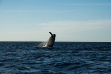 Humpback Whale Cavorting In Bucerias Bay Near Punta Mita, Nayarit, Mexico
