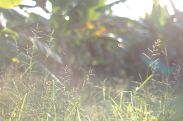 Wall Mural - Nature green bokeh sunlight blur leaves background.