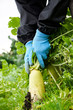 © Kana Design Image - Radish field on a rainy day in Japan　雨の日の大根畑