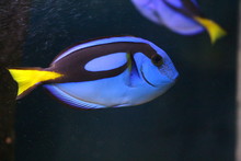 View On Blue Regal Tang (Paracanthurus Hepatus). It Can Be Found Throughout The Indo-Pacific And It Is One Of The Most Common And Most Popular Marine Aquarium Fish All Over The World.
